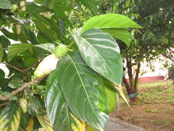 Image of Indian mulberry