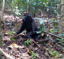 Image of Celebes crested macaque