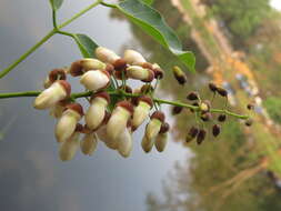 Image of Pongamia