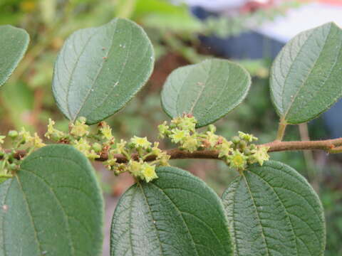 Imagem de Ziziphus oenopolia (L.) Mill.