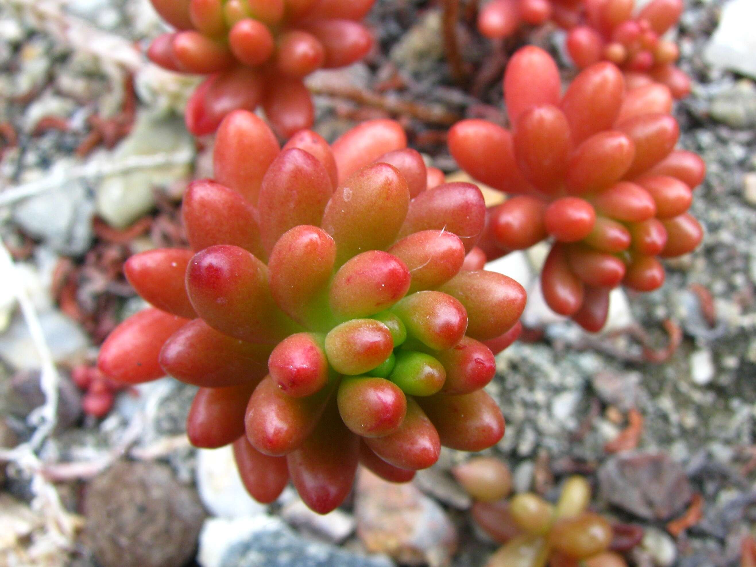 Sedum rubrotinctum R. T. Clausen resmi