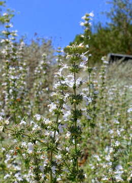 Image of white sage