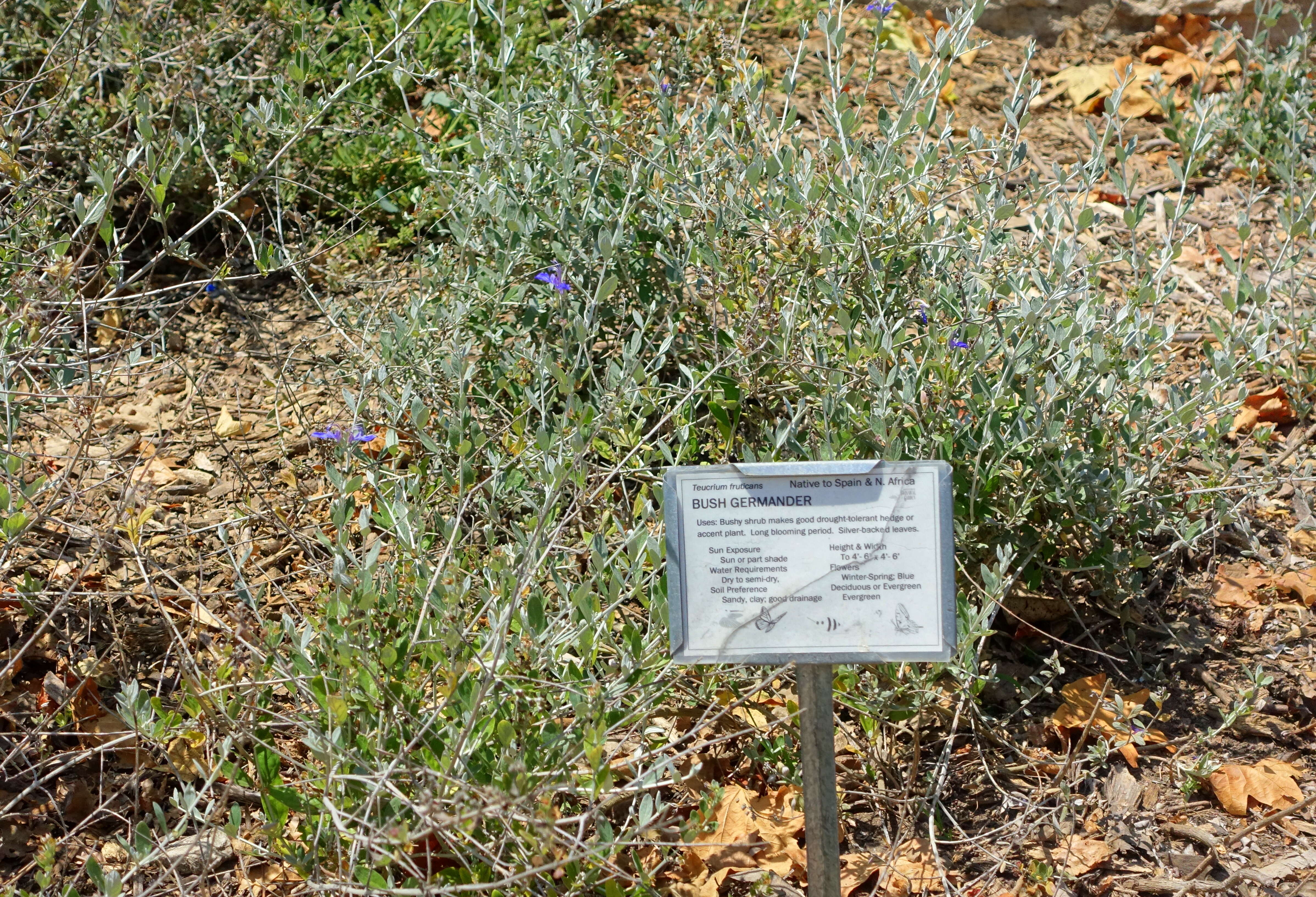 Image of shrubby germander