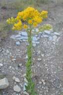 Слика од Solidago rigida L.