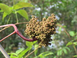 Image of Ampelocissus latifolia (Roxb.) Planch.