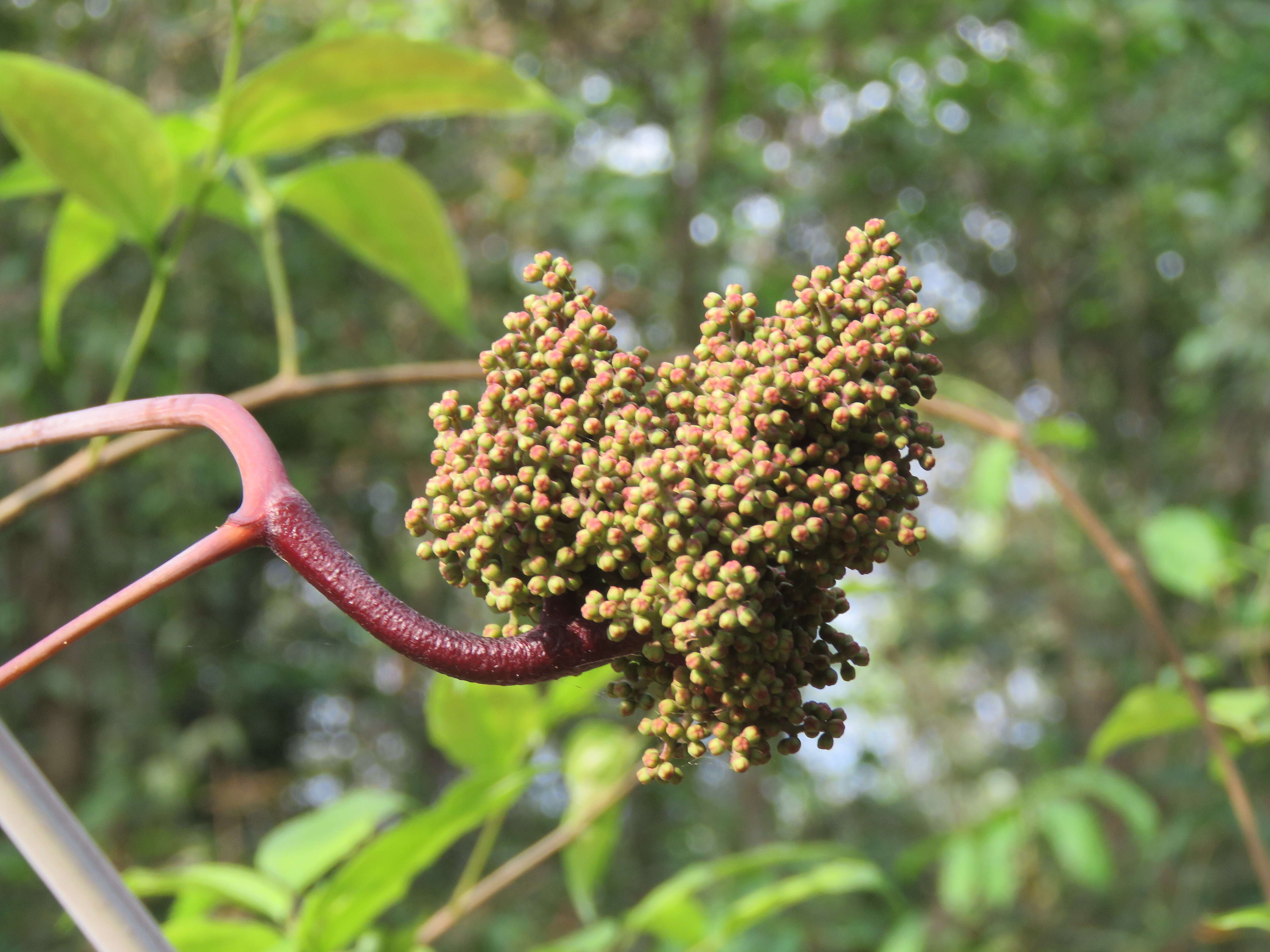 Image of Ampelocissus latifolia (Roxb.) Planch.