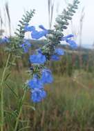 Image of azure blue sage