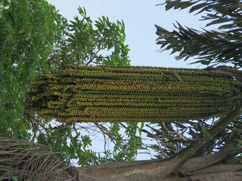 Image of Fishtail Palm