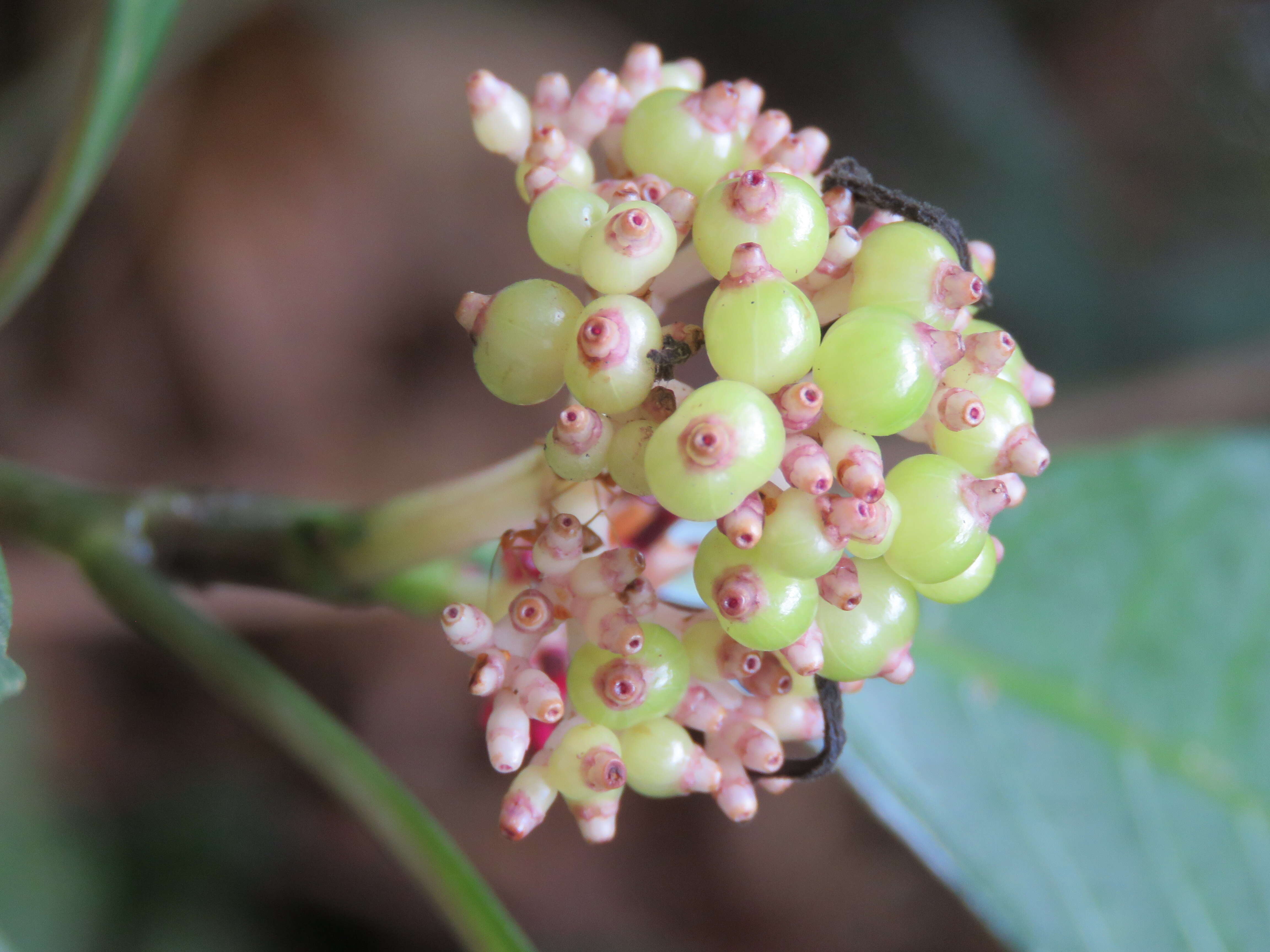 Imagem de Chassalia curviflora (Wall.) Thwaites