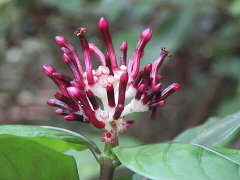 Imagem de Chassalia curviflora (Wall.) Thwaites