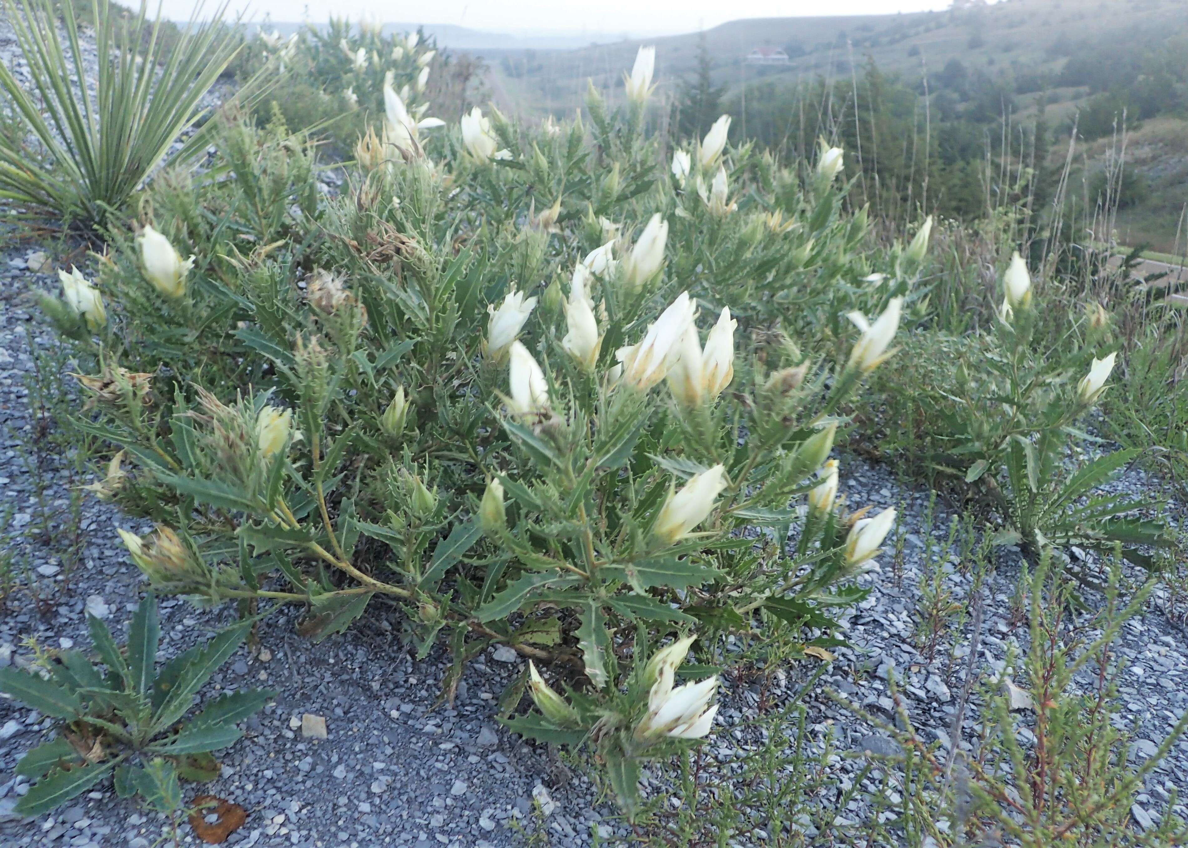 Image of tenpetal blazingstar