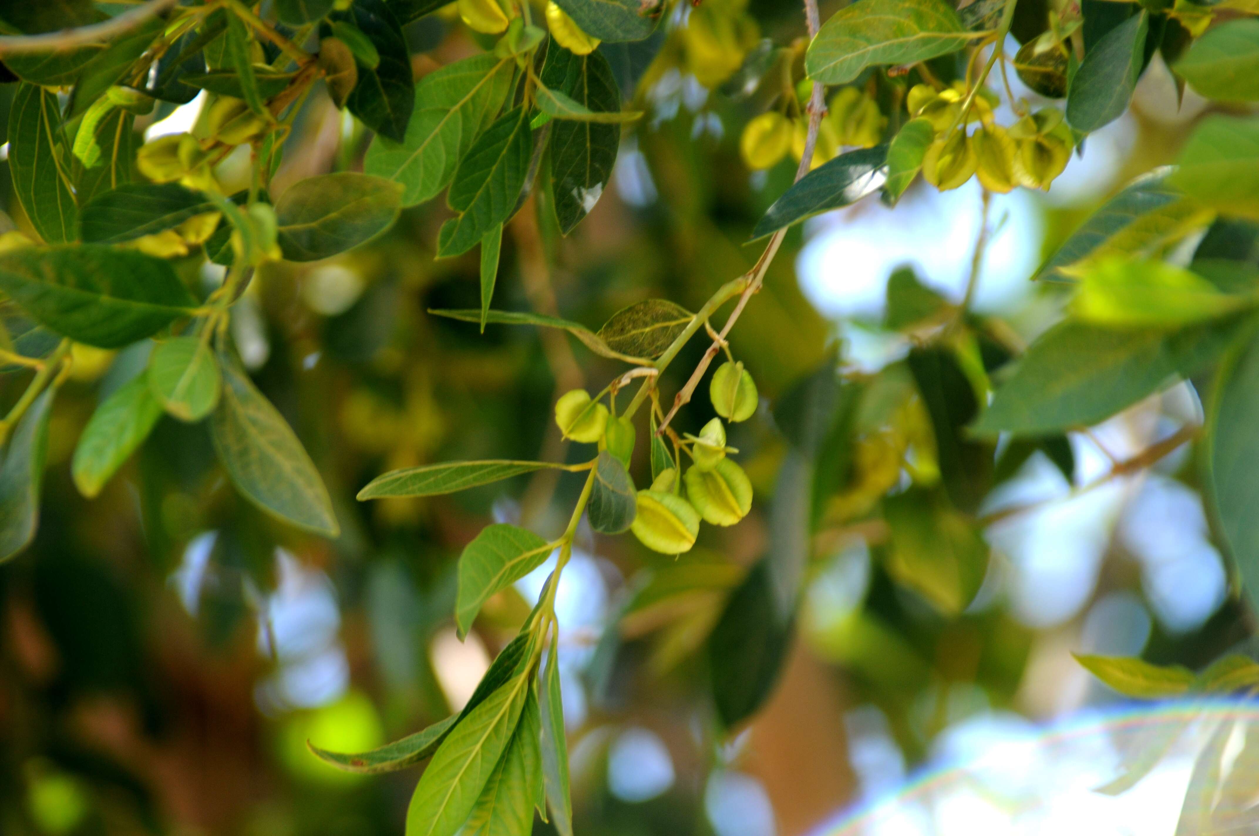 Image de Combretum erythrophyllum (Burch.) Sond.