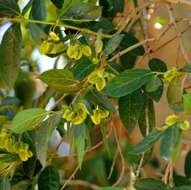 Image de Combretum erythrophyllum (Burch.) Sond.