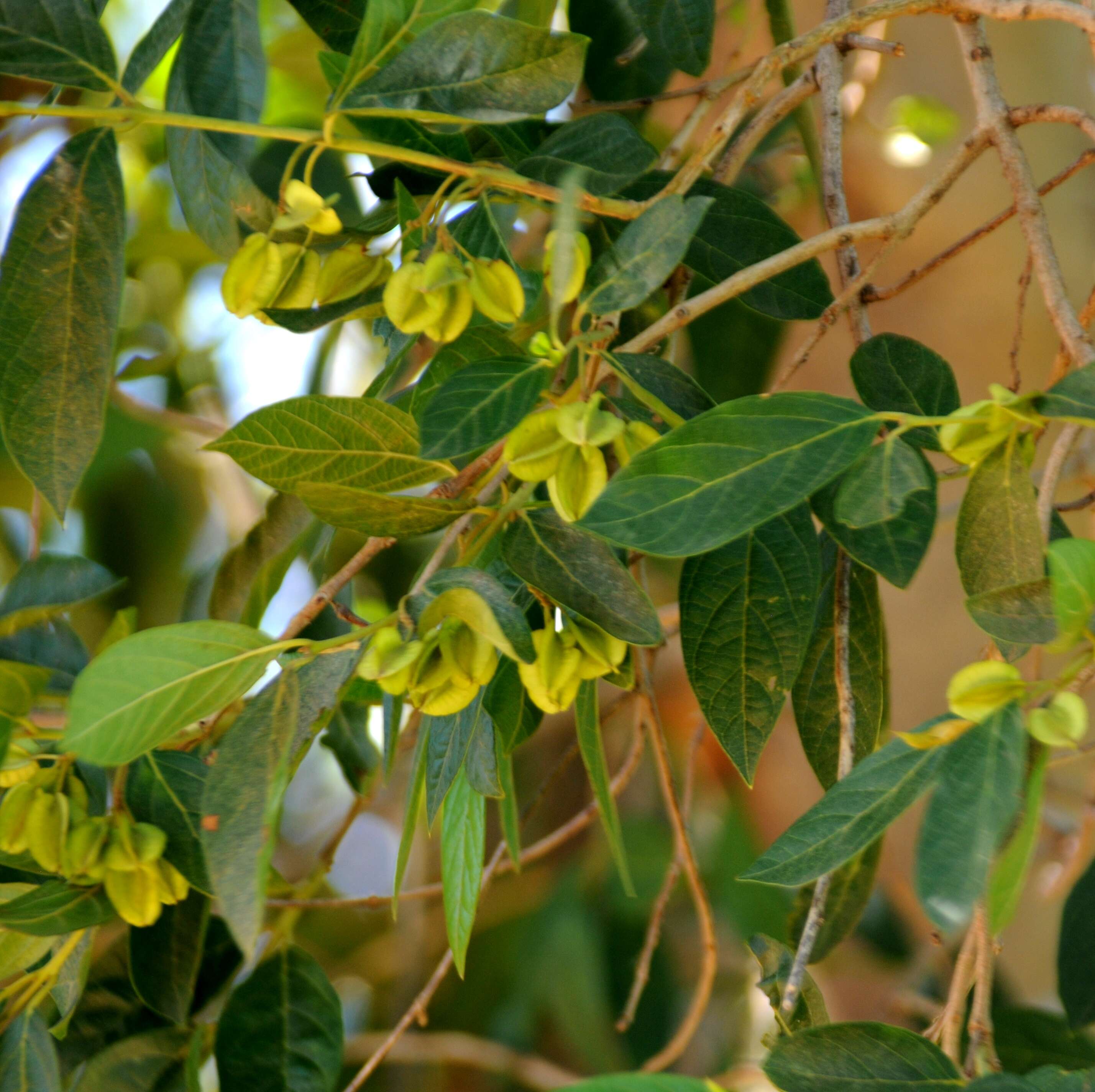 Imagem de Combretum erythrophyllum (Burch.) Sond.