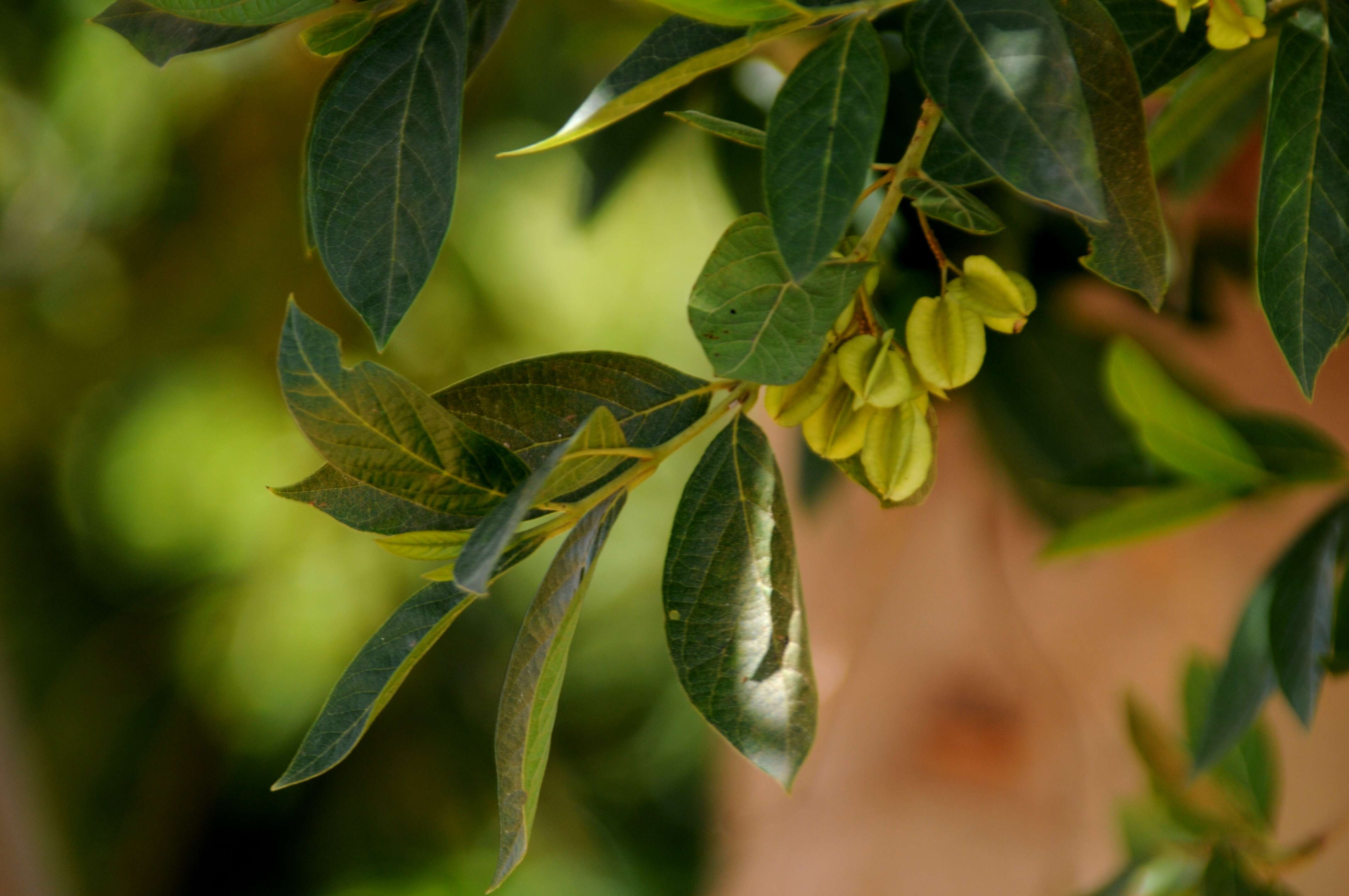 Imagem de Combretum erythrophyllum (Burch.) Sond.