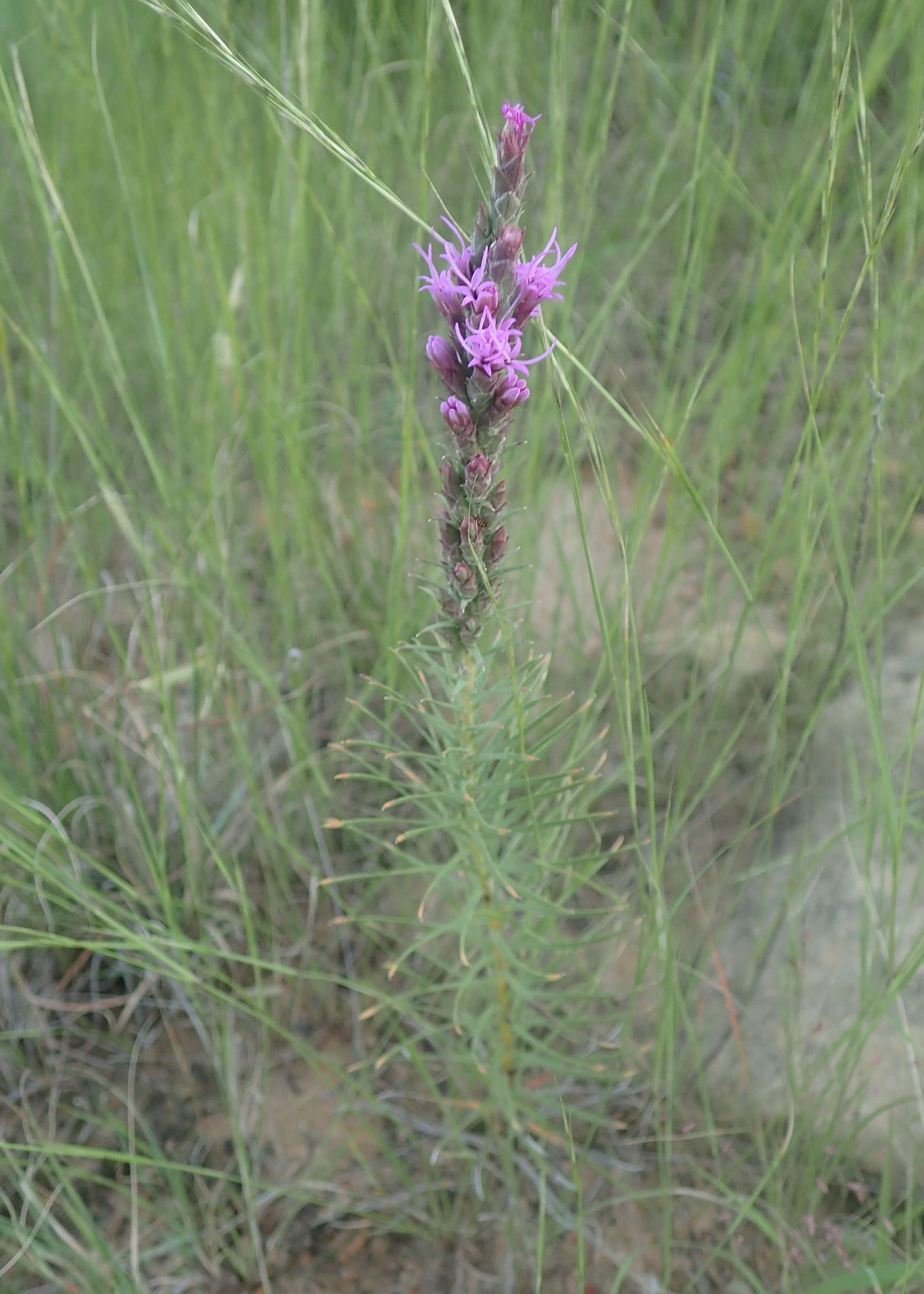 Слика од Liatris punctata Hook.