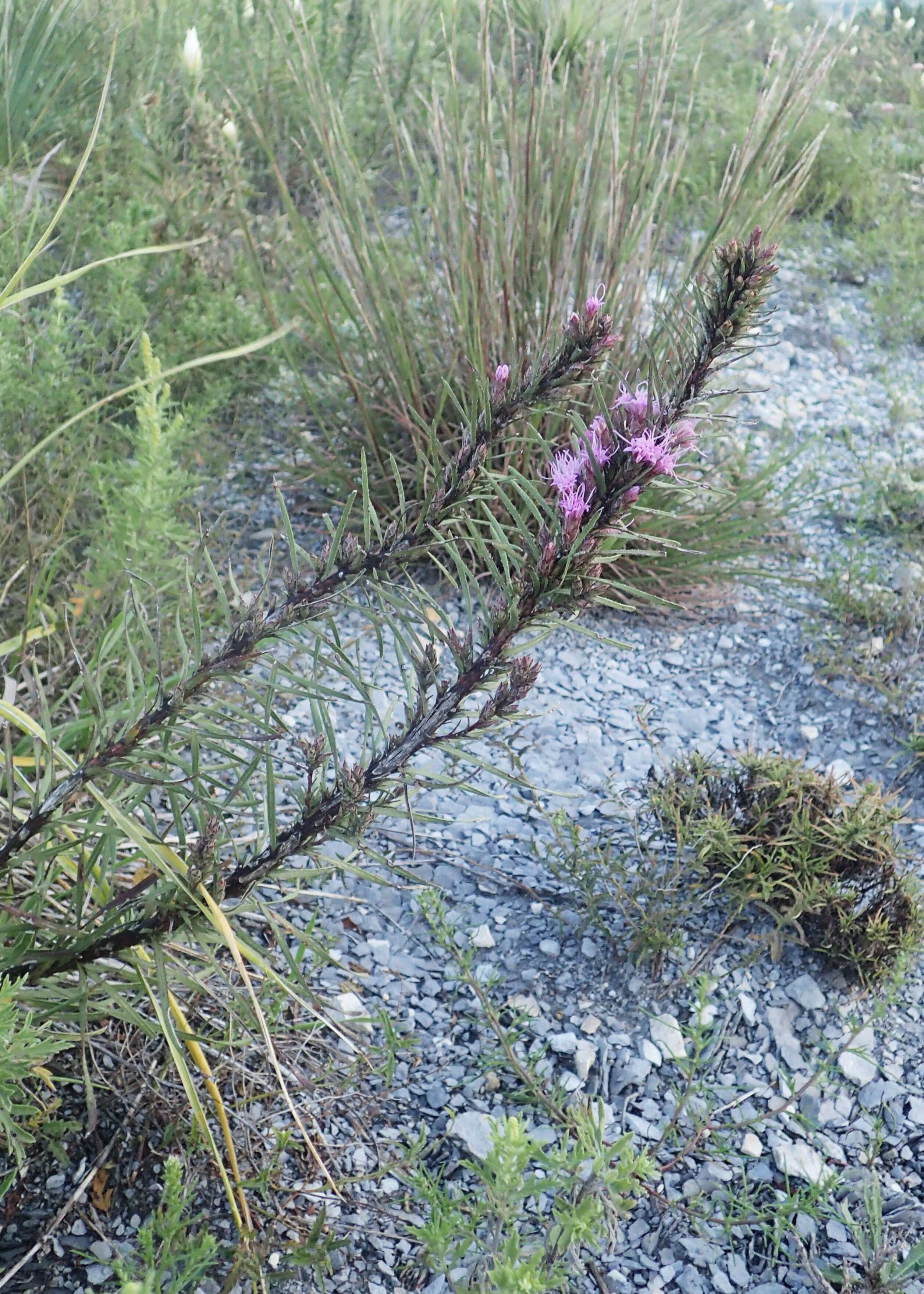 Слика од Liatris punctata Hook.