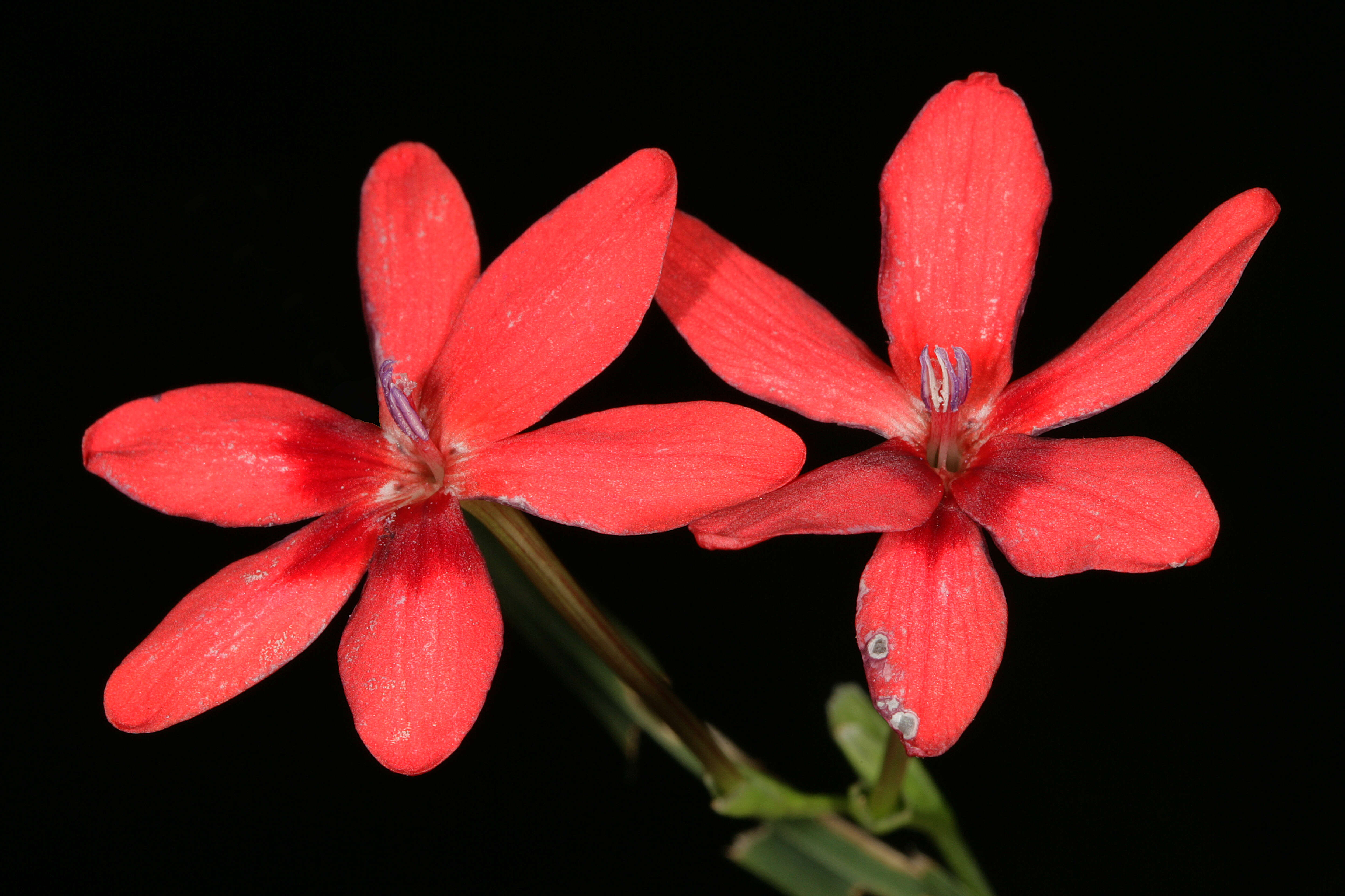 Image of false freesia