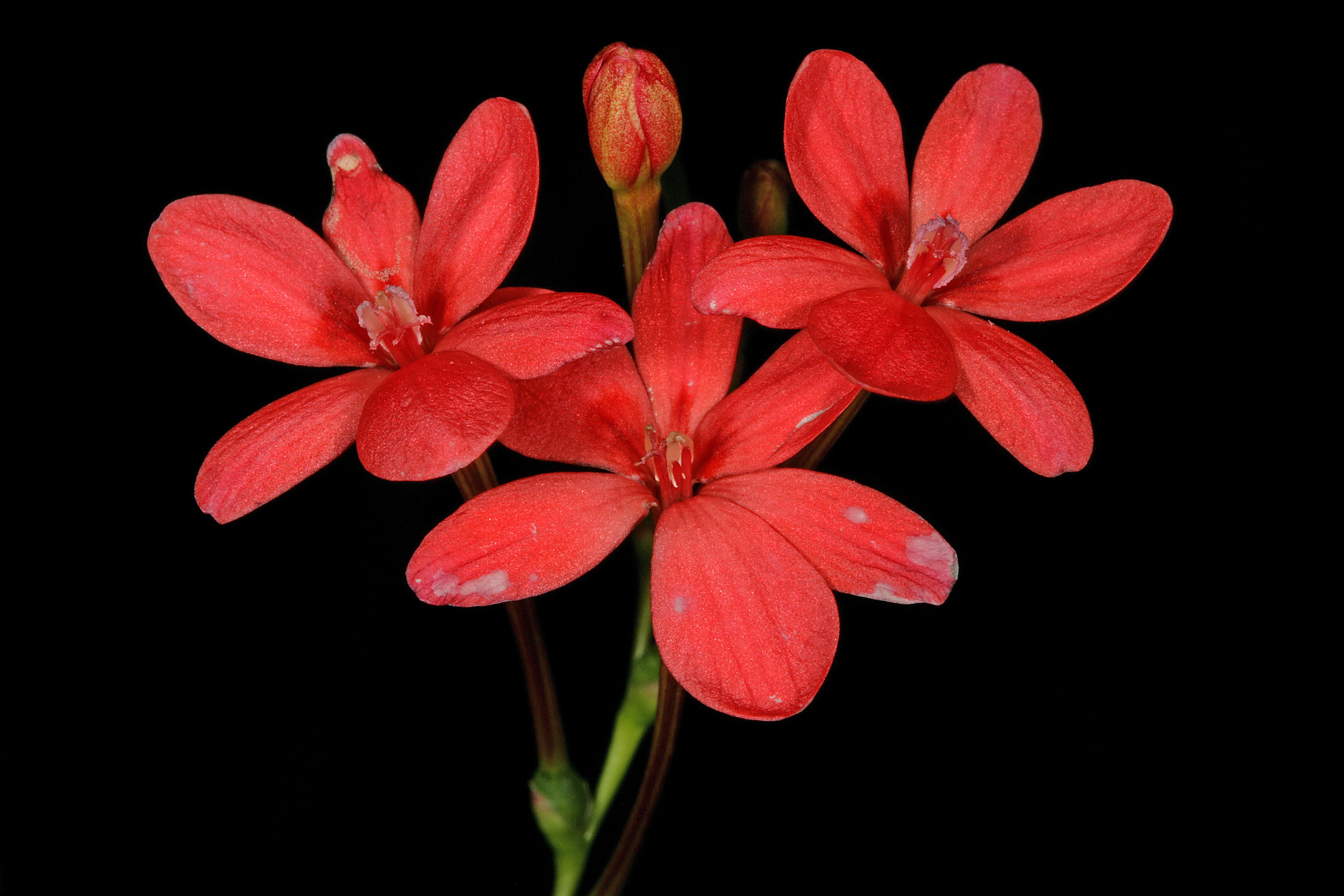 Image of false freesia