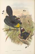 Image of Parotia Vieillot 1816