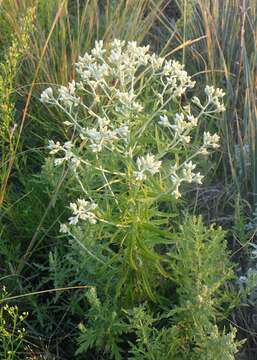 Image of rabbit-tobacco