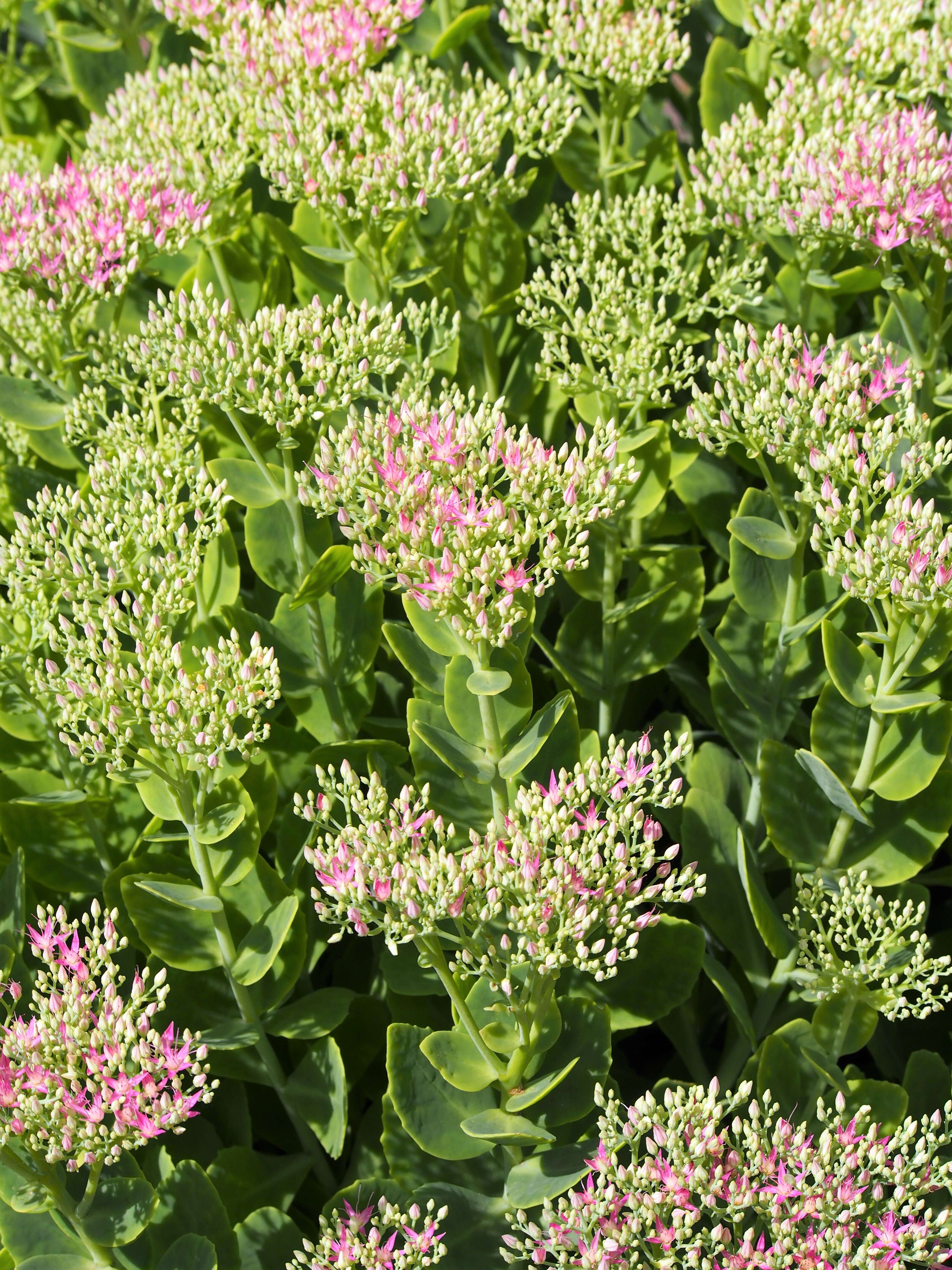 Image of Orpine