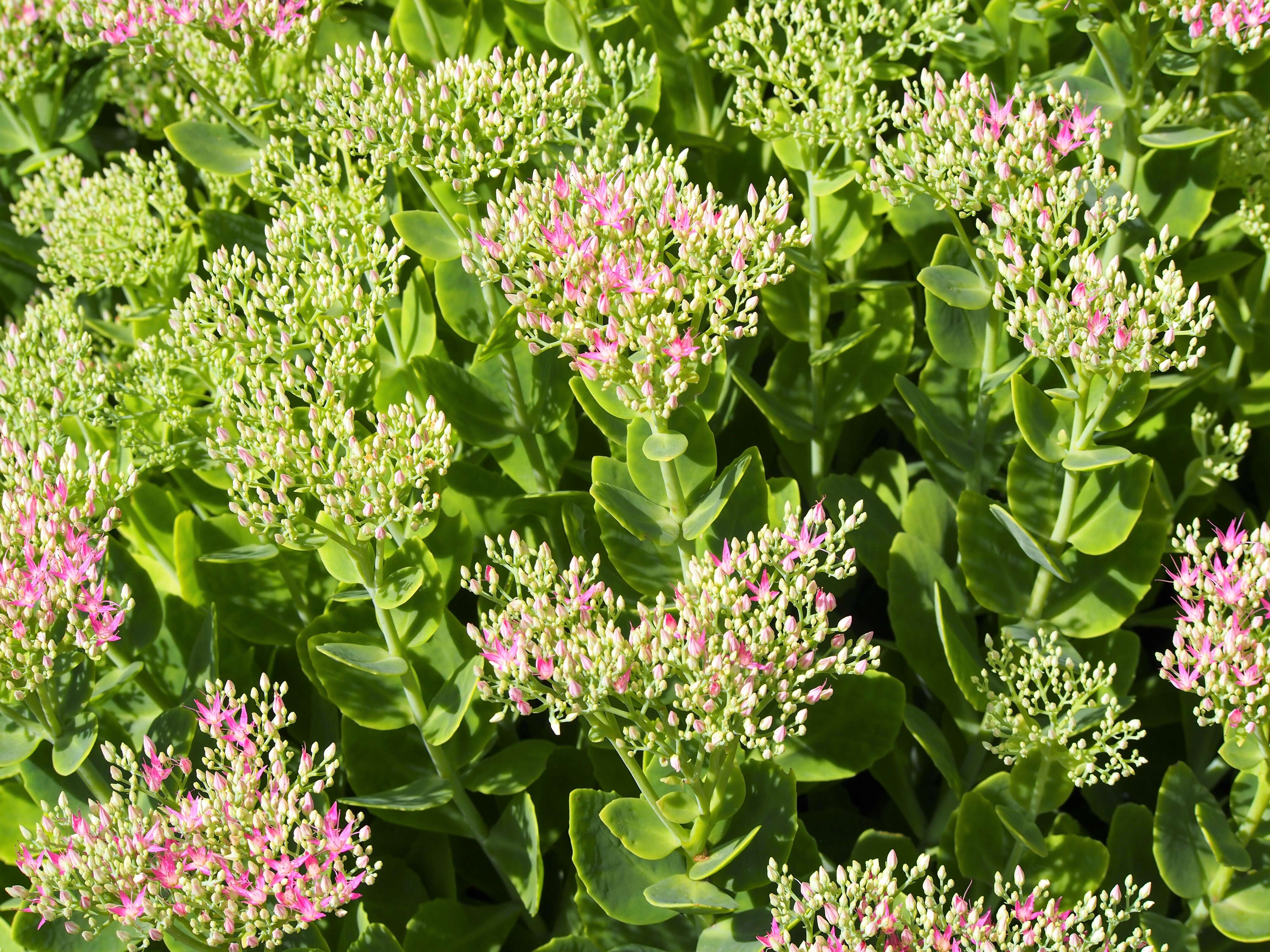 Image of Orpine