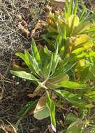 Imagem de Oenothera macrocarpa Nutt.