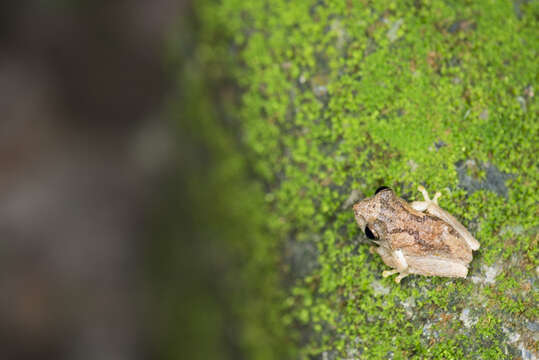 Image of Temple Tree Frog