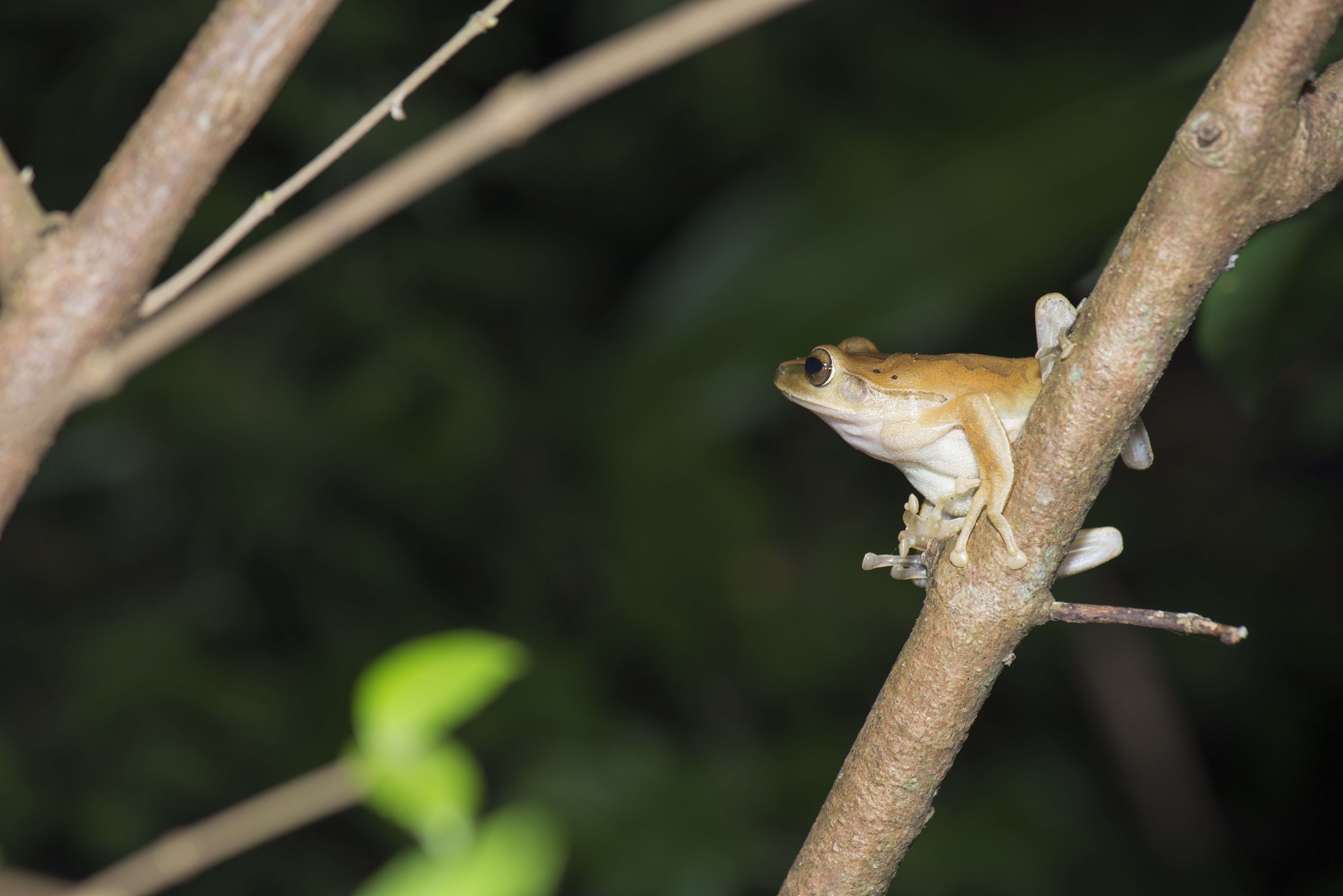 Image of Hong Kong Whipping Frog