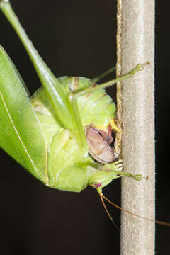 Image of Japanese broadwinged katydid