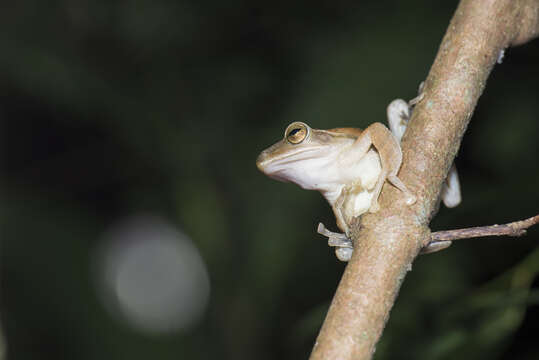 Image of Hong Kong Whipping Frog