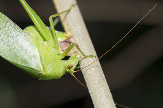 Image of Japanese broadwinged katydid