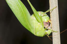 Image of Japanese broadwinged katydid