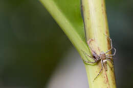 Image of lynx spider