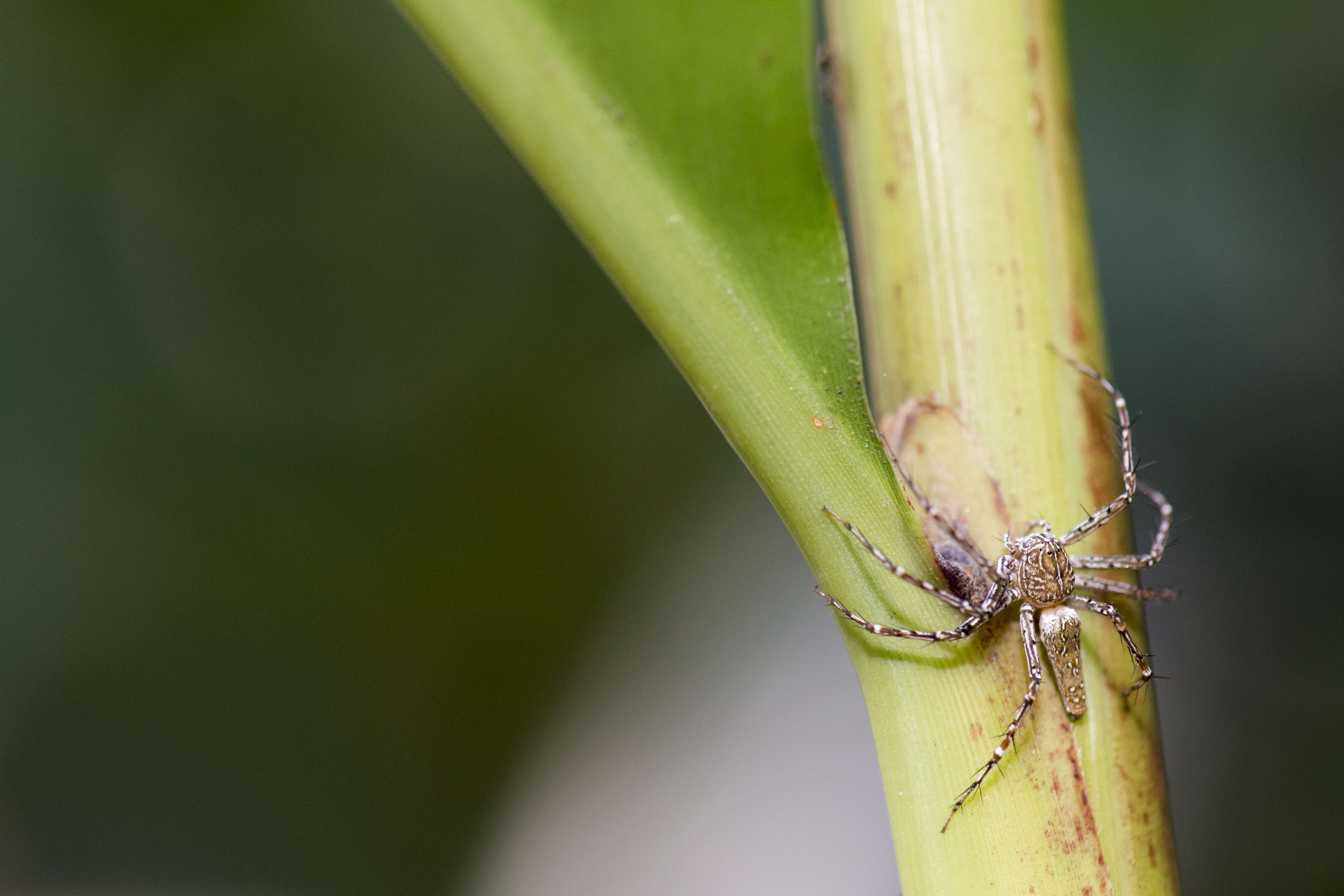 Image of lynx spider