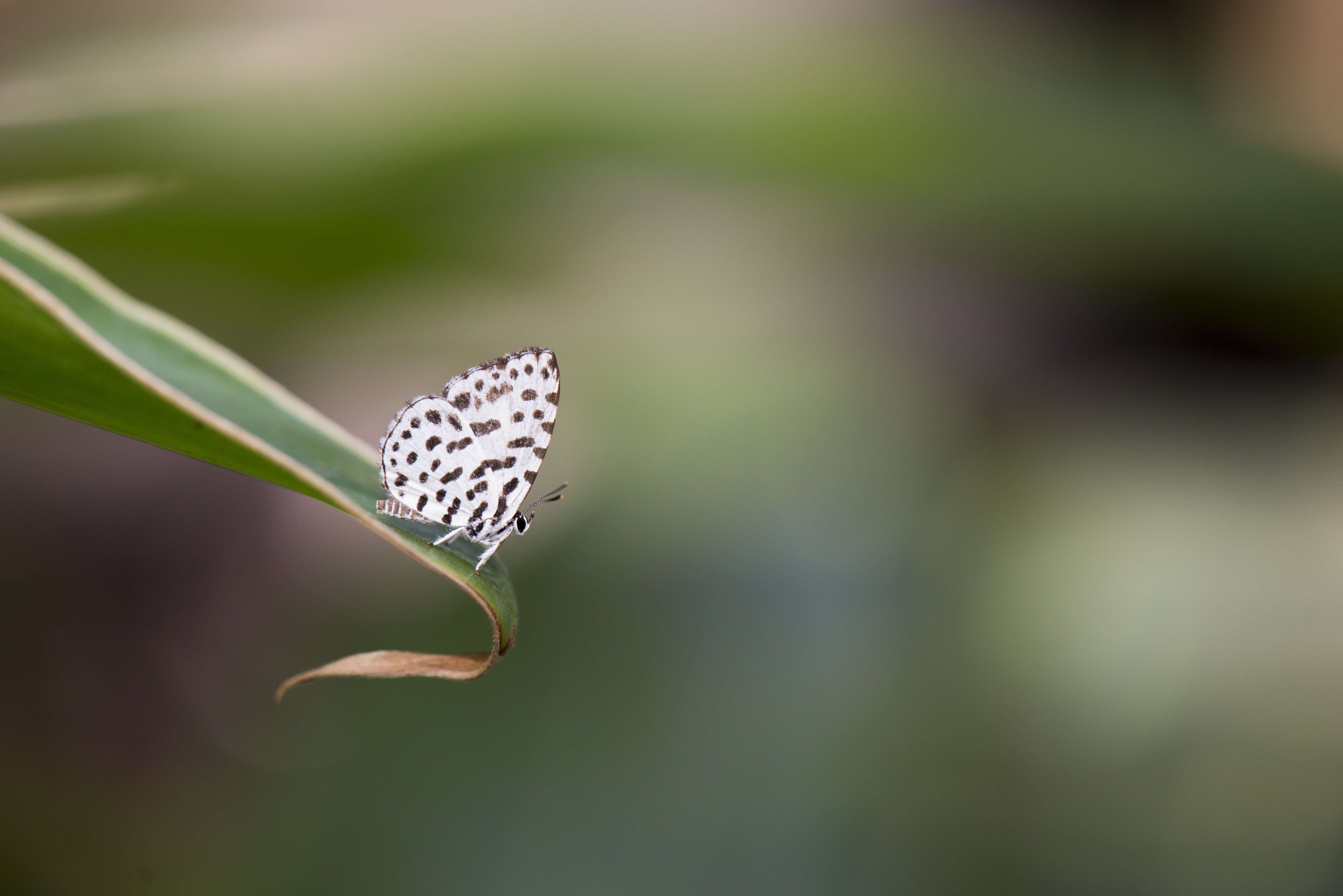 Image of Forest Pierrot