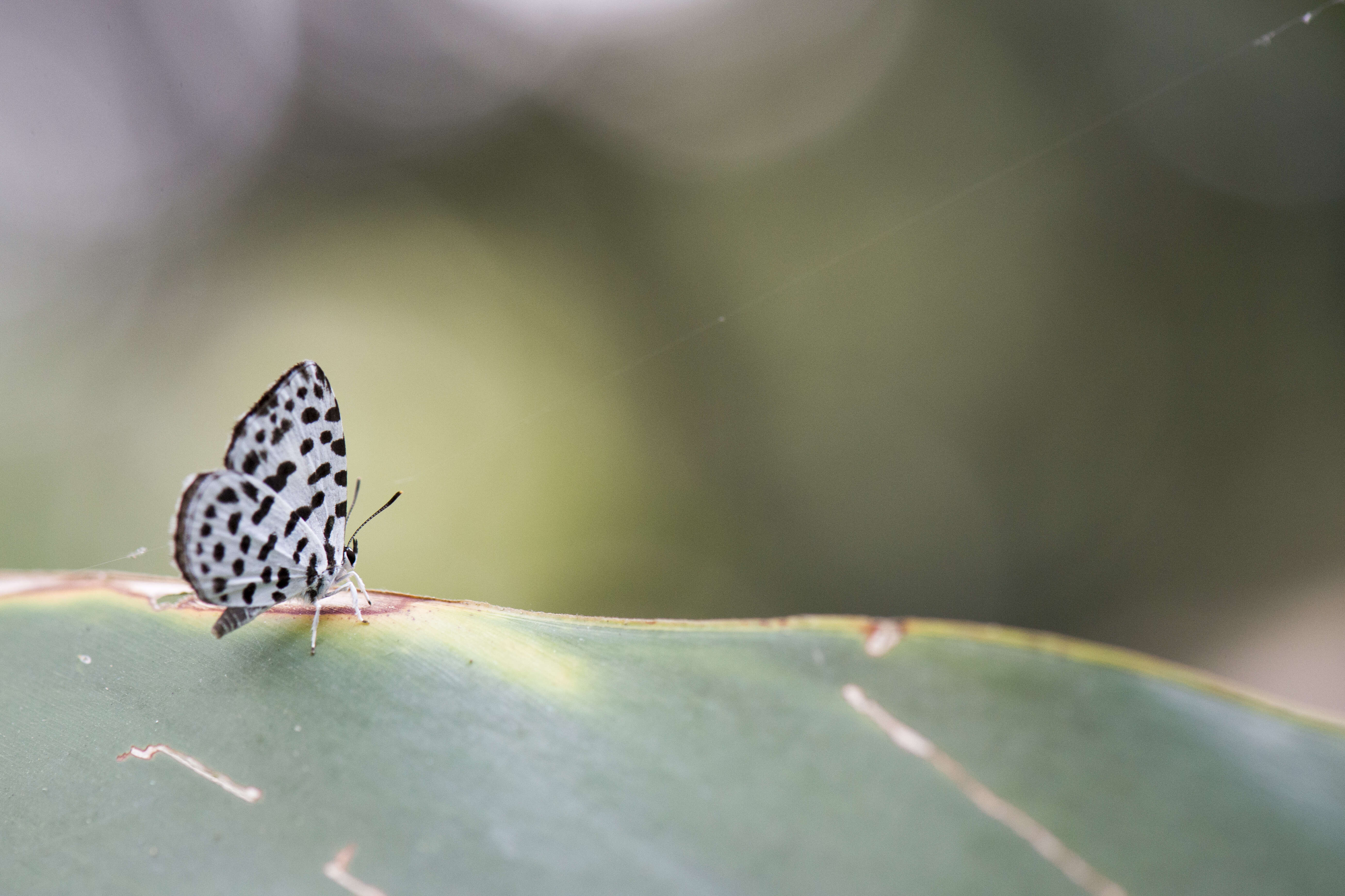 Image of Forest Pierrot