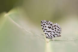 Image of Forest Pierrot