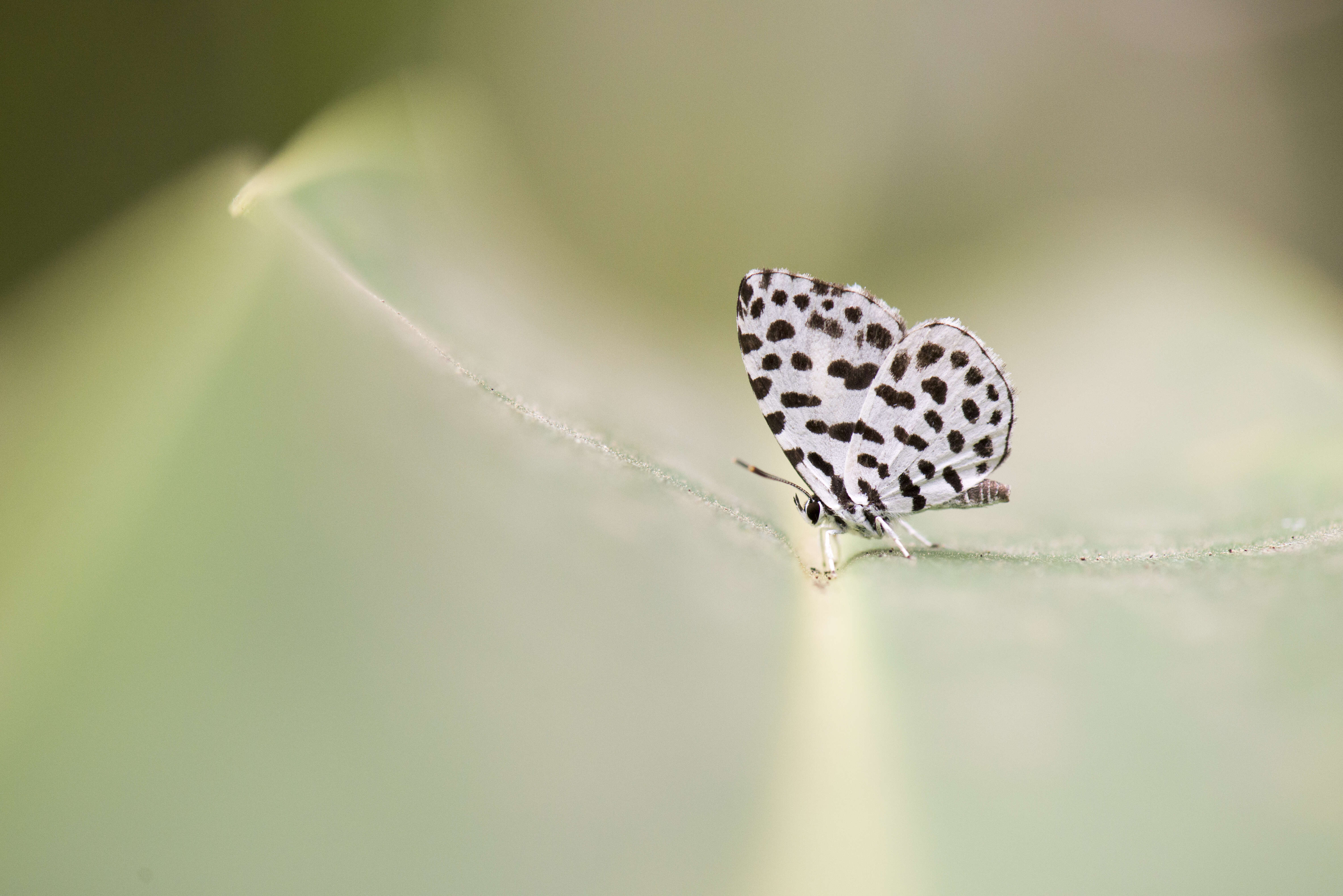 Image of Forest Pierrot