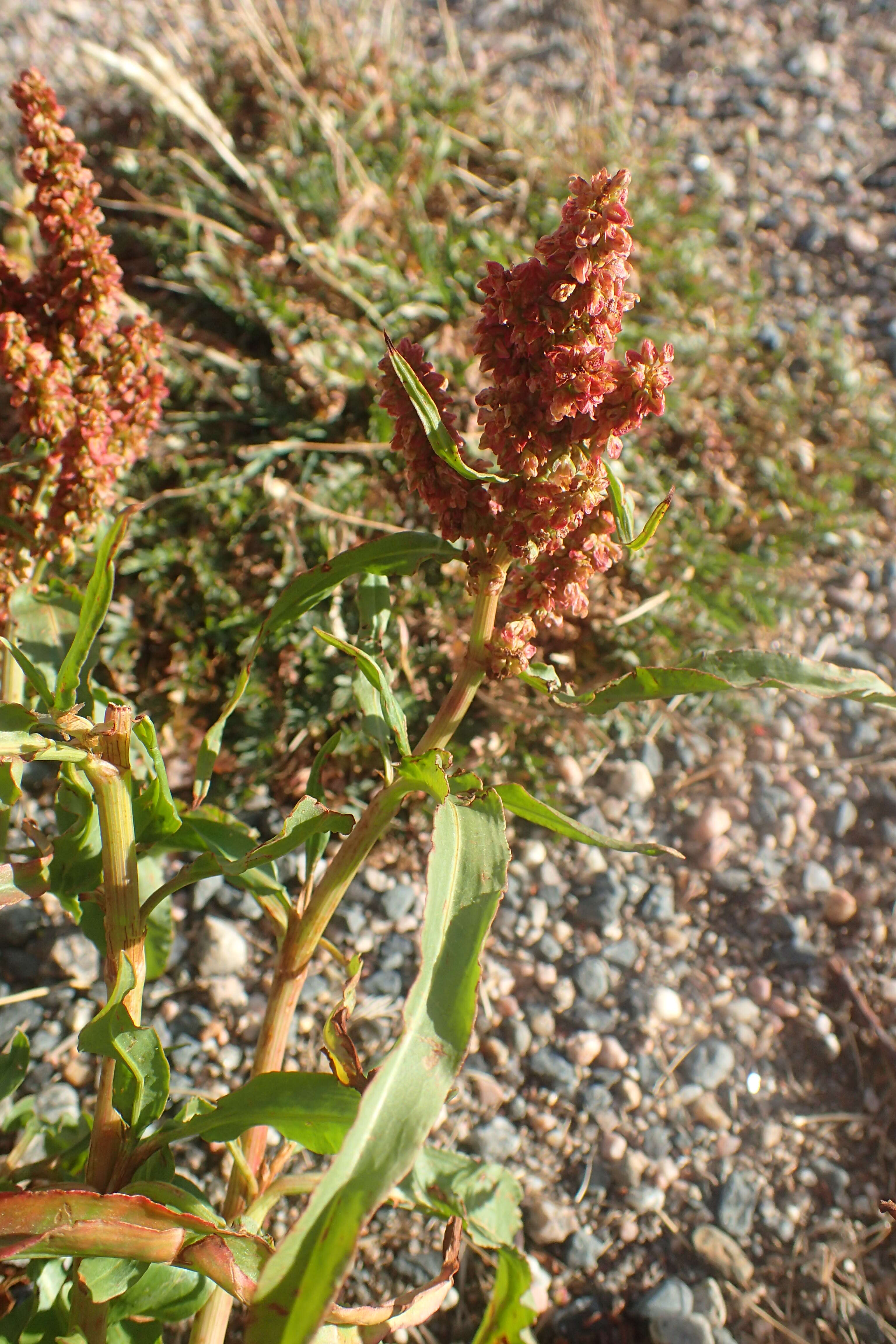 Image of willow dock