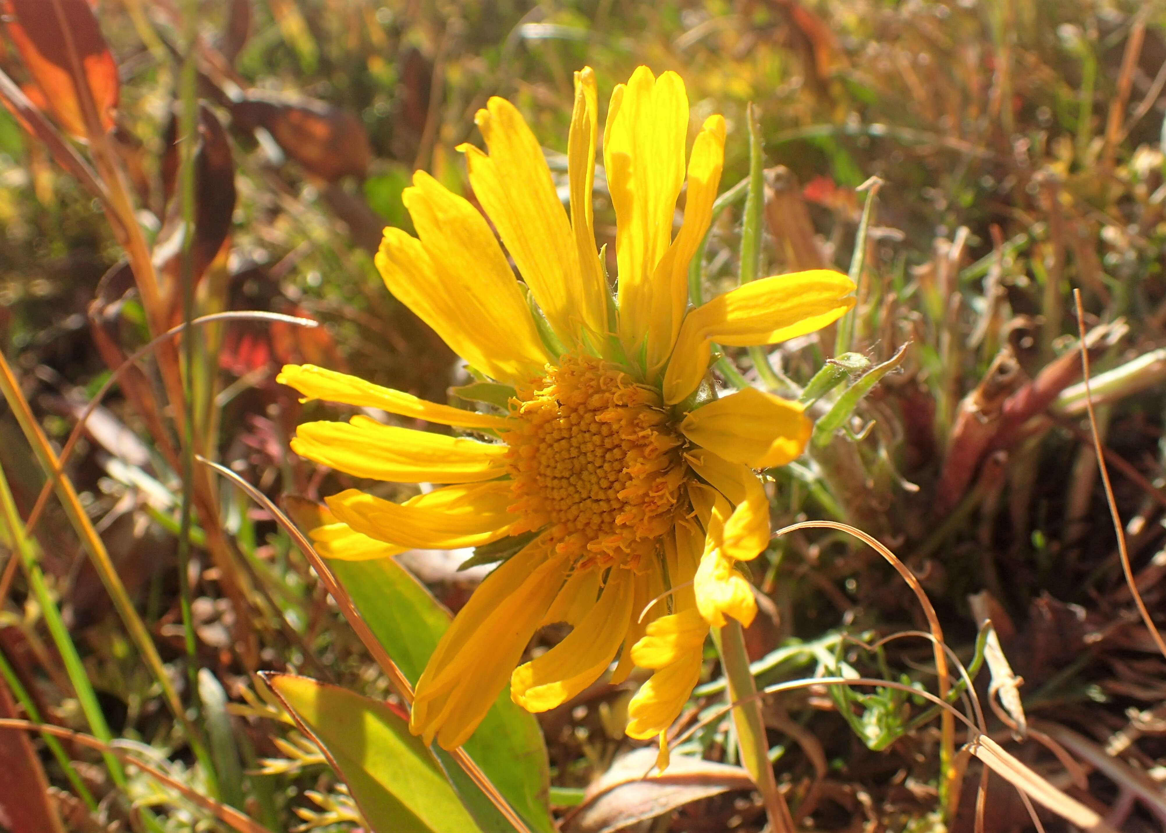 Image of graylocks four-nerve daisy