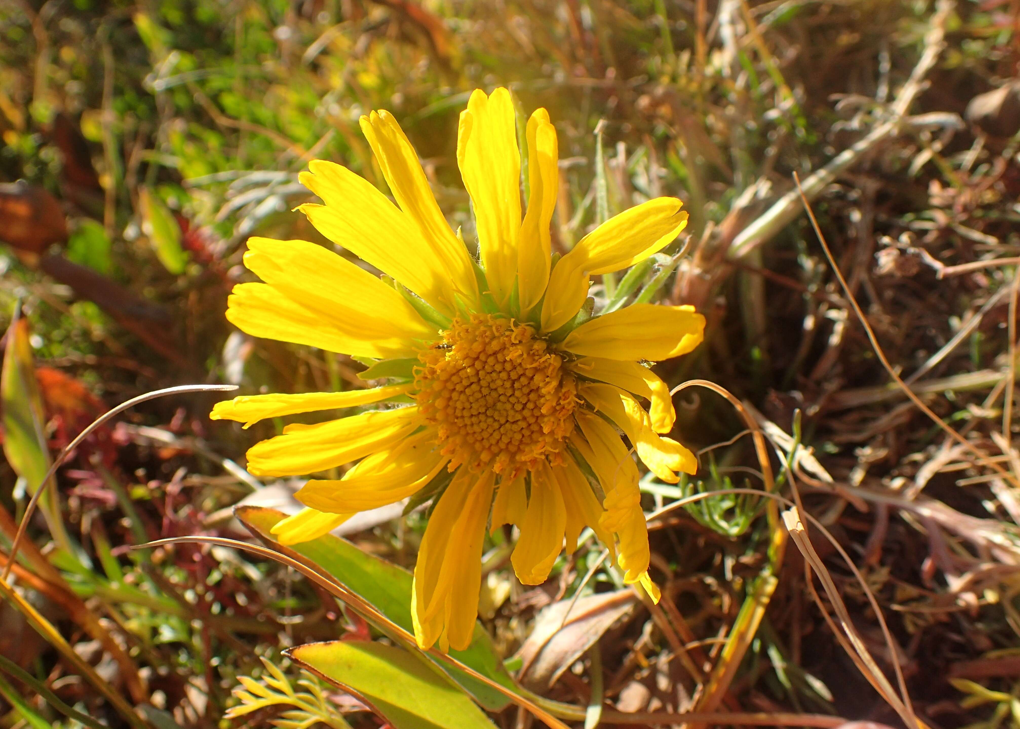 Image of graylocks four-nerve daisy