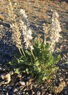 Image of white locoweed