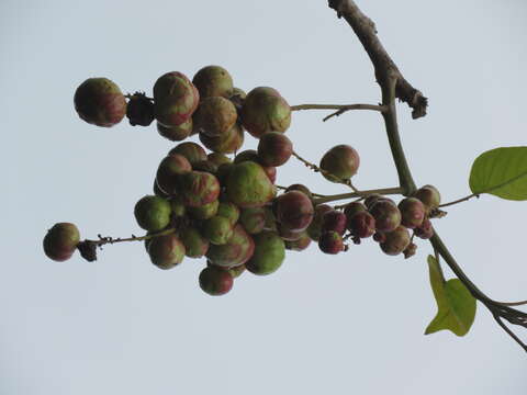 Sivun Lannea coromandelica (Houtt.) Merr. kuva