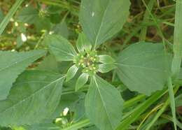 Image of toothed spurge