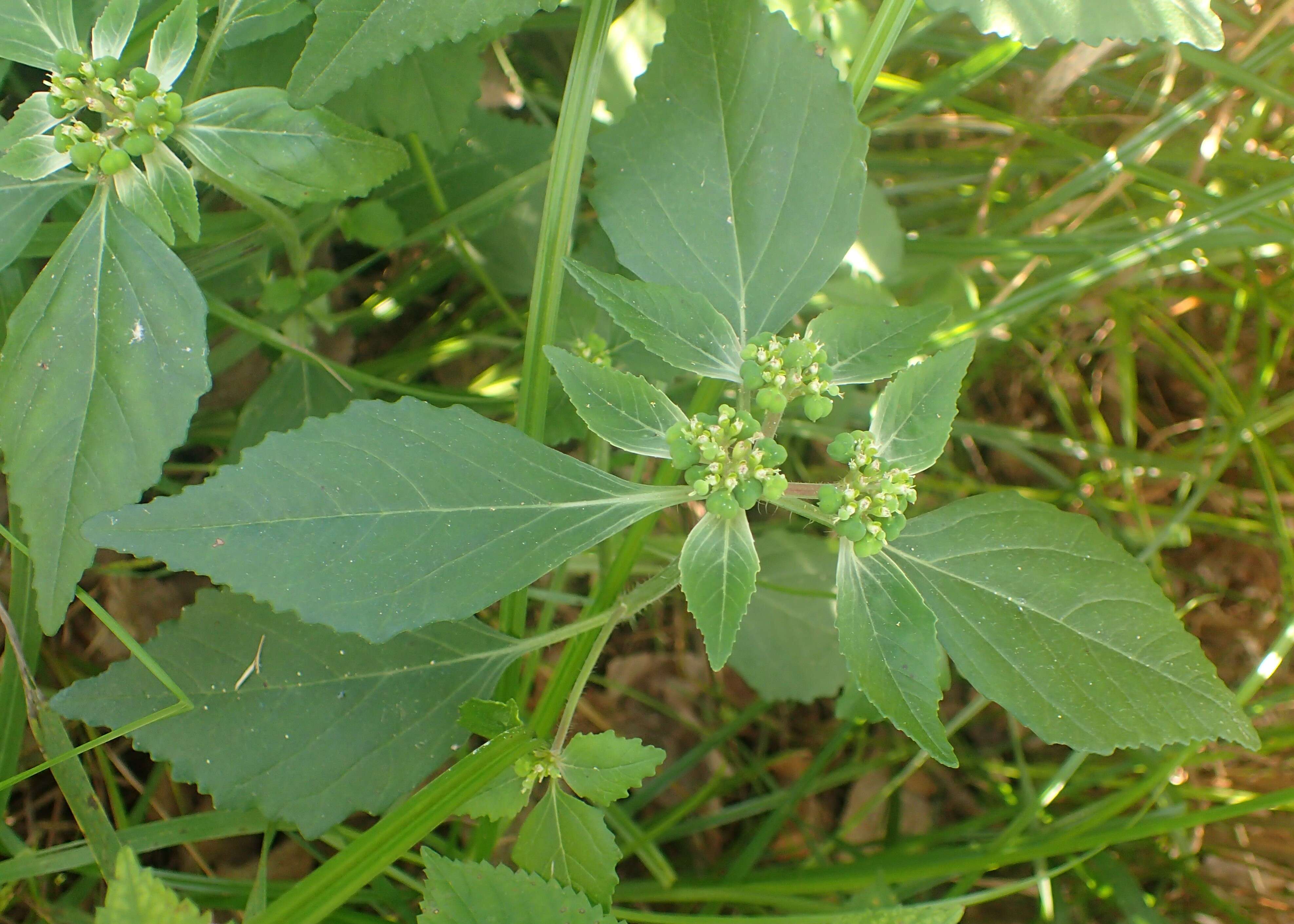 Image of toothed spurge