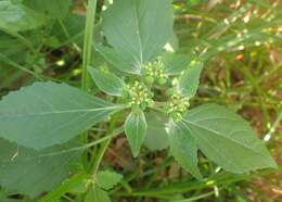 Image of toothed spurge