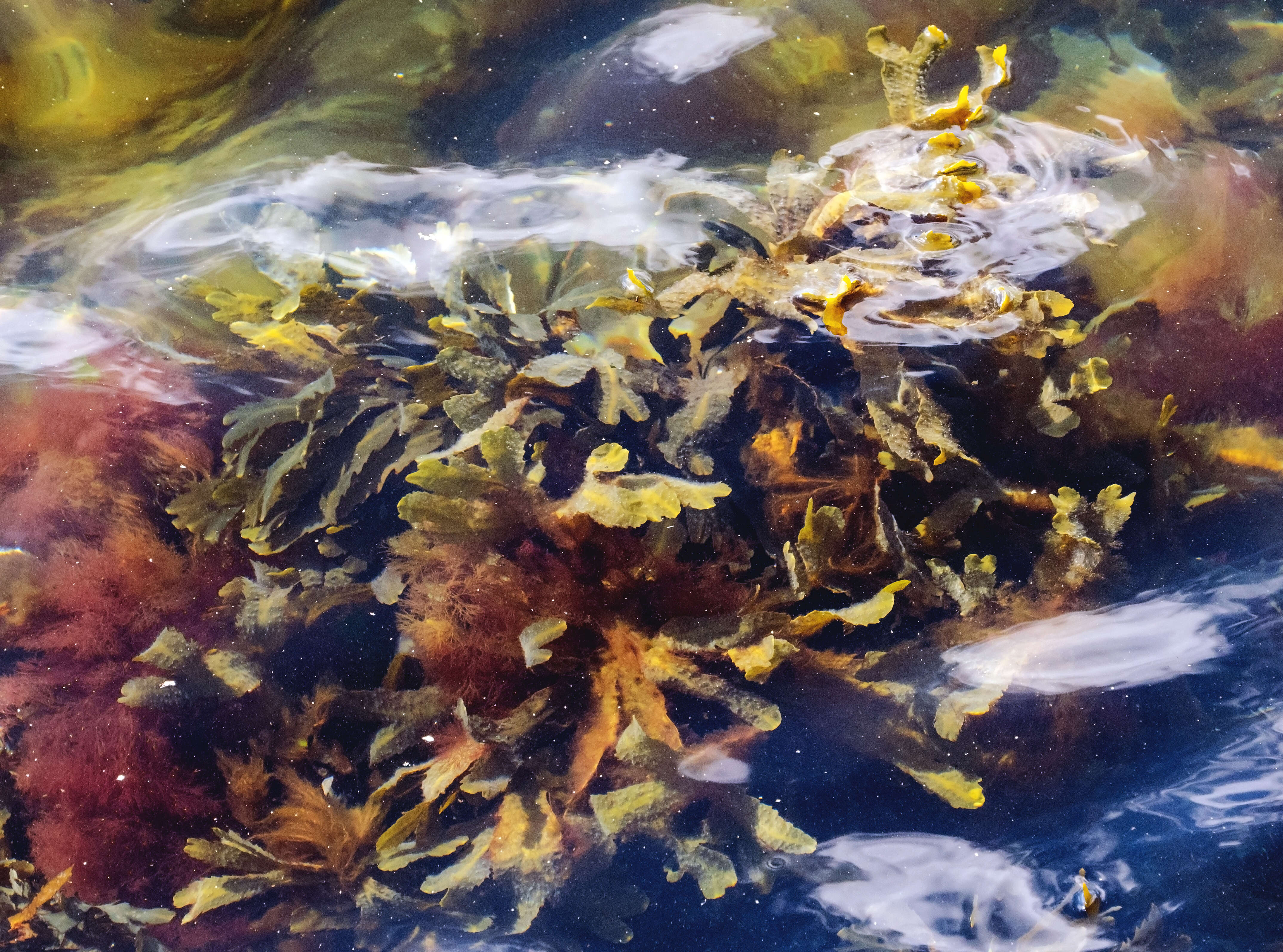 Image of toothed wrack