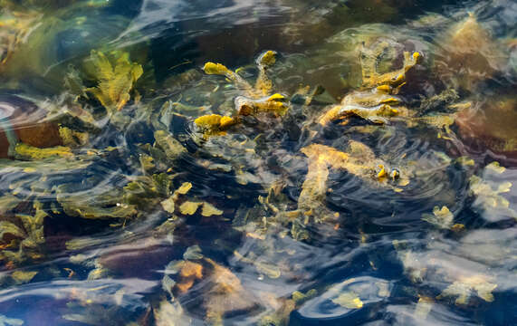 Imagem de Fucus serratus